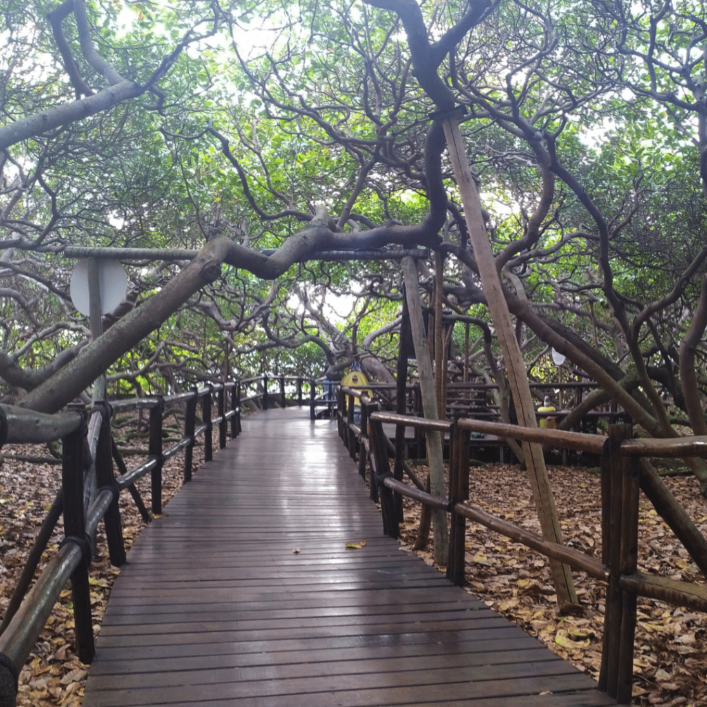 Caminho dentro do Maior Cajueiro do Mundo em Pirangi. Um dos mais conhecidos pontos turisticos